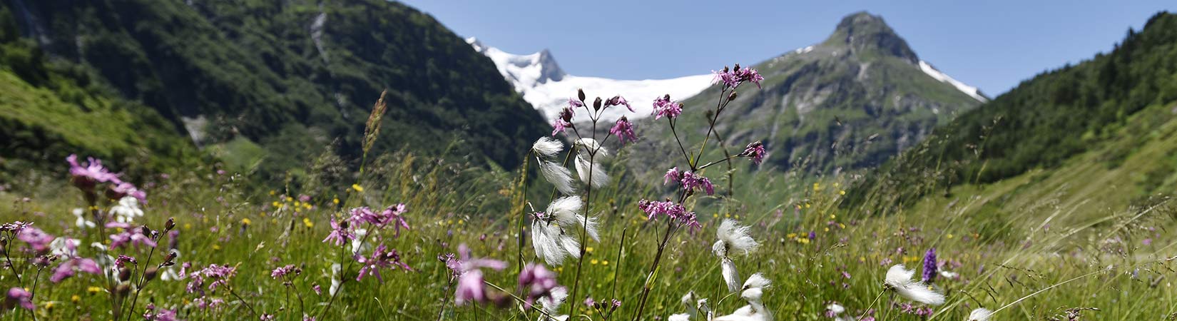 fruehling nationalpark hohe tauern TVB Osttirol Aichner Bernhard Matrei in Osttirol